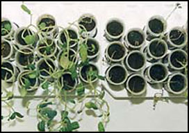 Fig. 6: Some biocontrol genes from T. harzianum have been inserted into plants, where they provide resistance to several diseases.