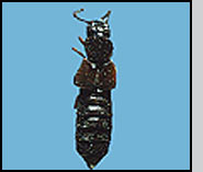 Mounted specimen of an adult rove beetle. J.Ogrodnick