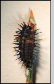 C. stigma larva, 4th instar.   K. Fondren