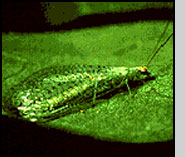 Green Lace Wing (Chrysoperla carnea) ; A Biological Control Agent -  Agriculture Information Bank