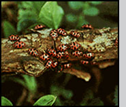 Early spring congregation of C. maculata. J.Ogrodnick