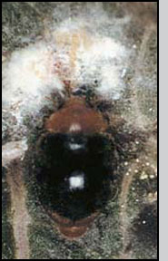 C. montrouzieri adult eating mealybugs. M. J. Raupp