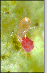 Euseius tularensis (left) attacking a pest mite. J.K.Clark Photograph courtesy of University of California Statewide IPM Project