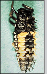 Mature larva (fourth instar). M.H.Rhoades