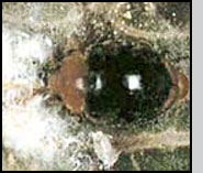 Cryptolaemus montrouzieri adult eating mealybugs. M.Raupp