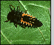 Fully grown larva of Harmonia axyridis. A.T.Eaton