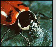 Adult Hippodamia parenthesis feeding on a cabbage aphid. J.Ogrodnick