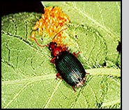 Lebia grandis feeding on Colorado potato beetle eggs. D.N.Ferro