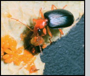 Lebia grandis feeding on Colorado potato beetle eggs. D.N.Ferro