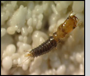 1st-instar Lebia grandis