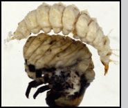 L. grandis 1st-instar engorged larva and partially-consumed host 