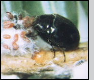 Adult of S.  tsugae feeding on eggs of A. tsugae.