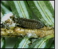 Larva of S. tsugae feeding on eggs of  Adelges tsugae. 