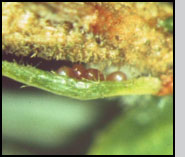 Four eggs of  S.  tsugae alongside  a needle of eastern hemlock. 