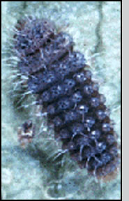 Larva. L.Hull