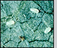 Stethorus punctum eggs.D.Asquith
