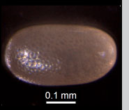 Stethorus punctillum egg