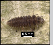 Stethorus punctillum larva