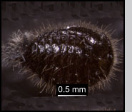 Stethorus punctillum pupa