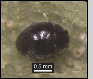 Stethorus punctillum adult