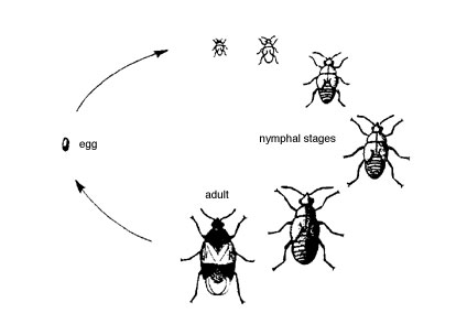 why are insects the most successful group of animals