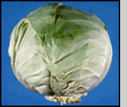 Susceptible cabbage attacked by onion thrips, and a thrips resistant cabbage grown in the same field.