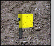 A yellow sticky card being used to monitor flea beetle populations. M.Hoffmann