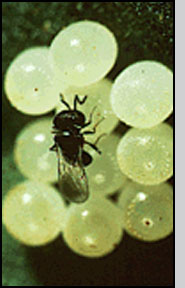 A wasp parasitoid of stink bug eggs. 