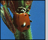 Hippodamia glacialis, a predator of aphids. J.Ogrodnick