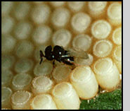 An egg parasitoid introduced from Europe for biological control of southern green stink bug. J.K.Clark,