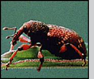 A European weevil imported to attack purple loosestrife. B.Blossey