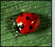 A successfully introduced lady beetle. J.Ogrodnick 