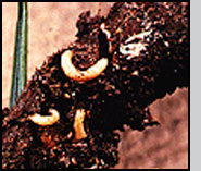 Larvae feeding on leafy spurge root. 