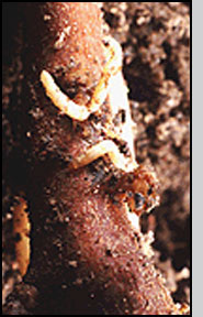 Center: Larvae feeding on leafy spurge root. R.Richard
