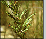Bottom: A. nigriscutis damage to leafy spurge. 