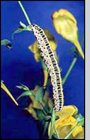 Top: Calophasia lunula mature larva. 