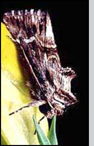 Center: C. lunula adult moth. R.Richard, USDA-APHIS (both). 