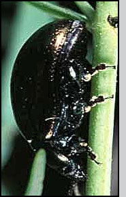 Bottom: Adult Chrysolina. Note the metallic sheen. Photo: Courtesy of Noah Poritz, Biological Control of Weeds, Inc. 