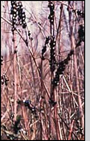  Bottom: C. quadregemina adults  clustered on tops of St. John's wort. Photo: Courtesy of USDA/ARS 