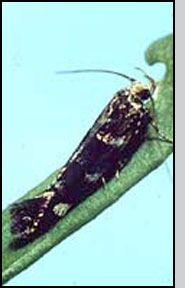 Eteobaleasp. adult moth.  C.Paetel, CABI Biosciences