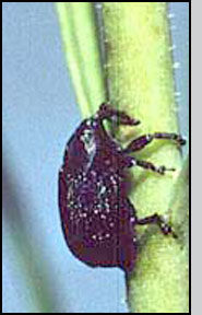 Gymnetron linariae adult.  C. Paetel, CABI Biosciences