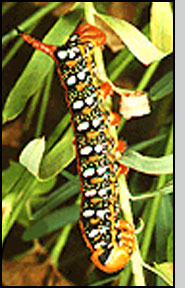 Bottom: Mature H. euphorbiae larva. R.Richard