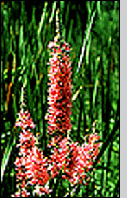  Top: Purple loosestrife inflorescence. M.A.Malecki.