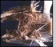 Bottom: L. minutus larval feeding damage in spotted knapweed seedhead.