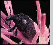 L. obtusus adult weevil. R.Richard