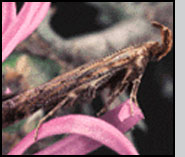 Top: Metzneria paucipunctella adult moth.