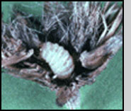 Bottom: M. paucipunctella larva in spotted knapweed seedhead.