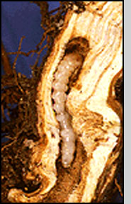 Bottom: Larva feeding within leafy spurge root crown. 