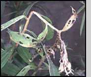 Oxyops vitiosa larval adult damage on melaleuca in quarantine. Rob Lowen