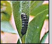 The first O. vitiosa individual released on  April 26, 1997: an older larva.  Note the broken fecal coil.  Katie Busey 